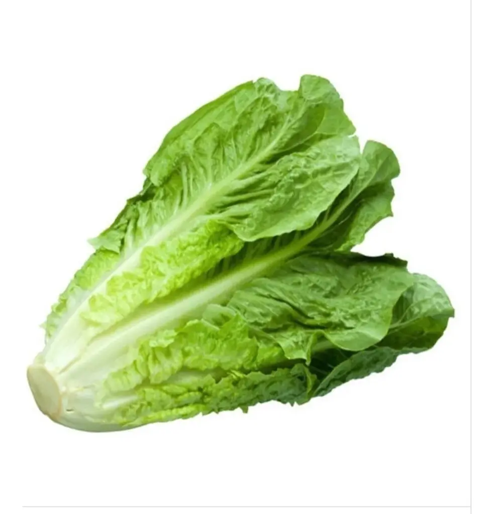 LECHUGA OREJONA