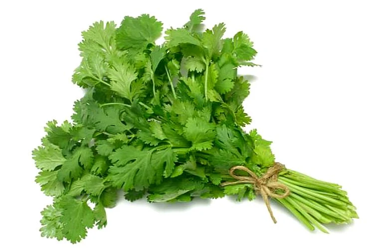 CILANTRO MANOJO