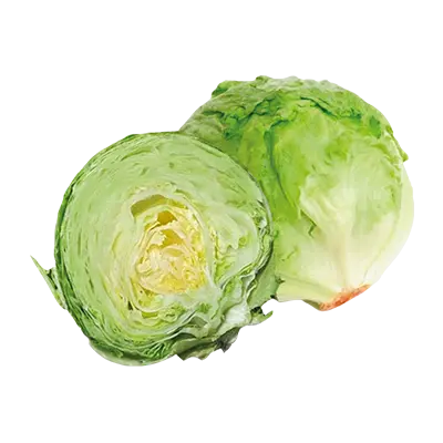 LECHUGA